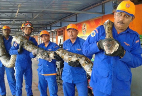 Le plus grand serpent du monde découvert en Malaisie?